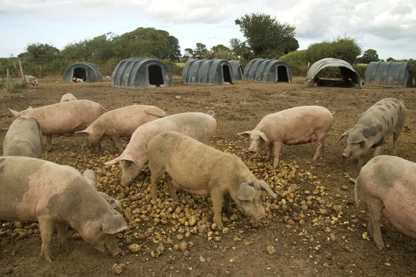 Schweine Jung Und Alt Streicheln Sich Auf Bauernhof — Stockfoto