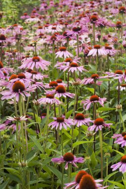 Echinacea clipart