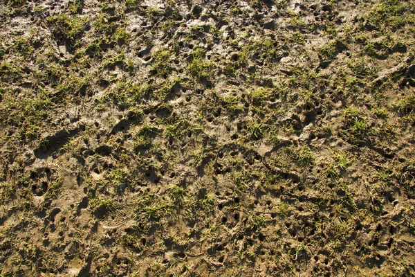 Stud marks on muddy pitch — Stock Photo, Image