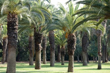 Palmiye ağaçları.