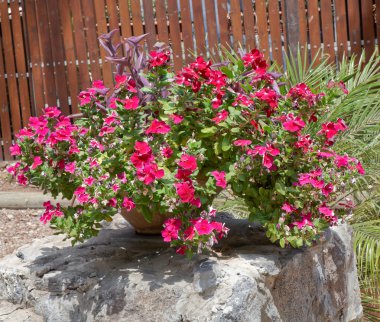 Flowers in a large pot. clipart