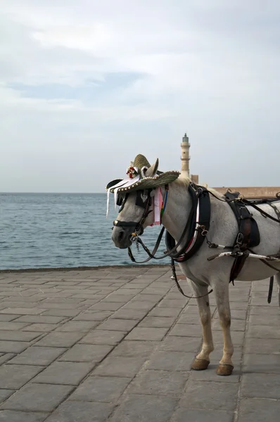 传统的马和车上岛克里特岛 希腊城市的码头 — 图库照片