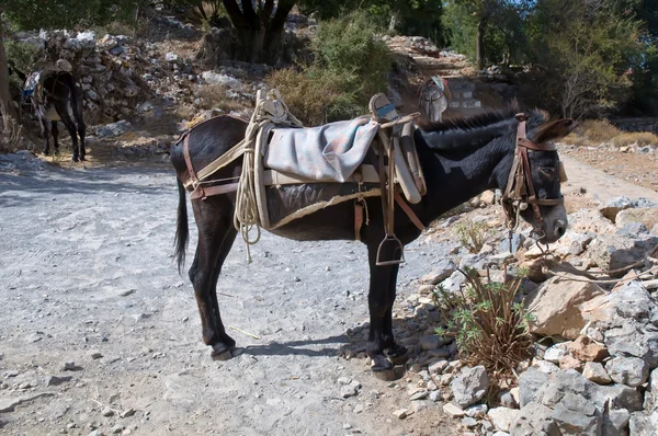 在希腊的山驴 — 图库照片