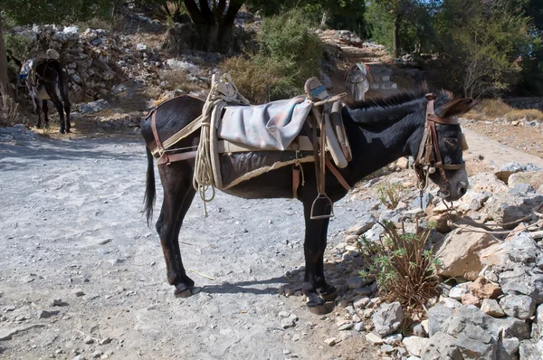 stock image Donkeys in mountain of greece .