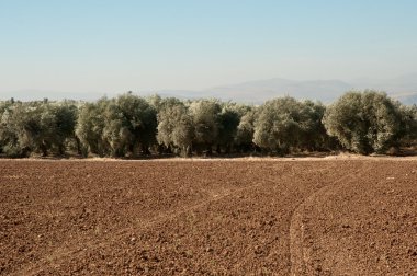 tarım alanları. erken kış, İsrail Kuzey Celile'de zeytin grove.landscape.