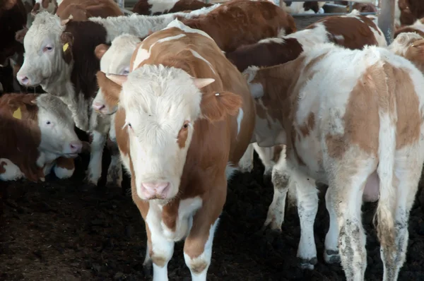 イスラエルのキブツ牛は納屋で — ストック写真