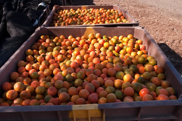 Fond Fruits Orange Mandarine Marché — Photo