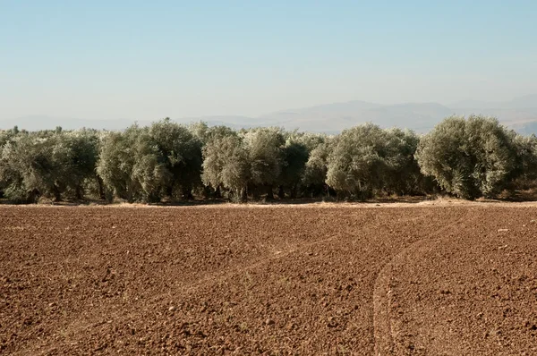 農業分野 イスラエル共和国の北ガリラヤのオリーブ Grove Landscape — ストック写真