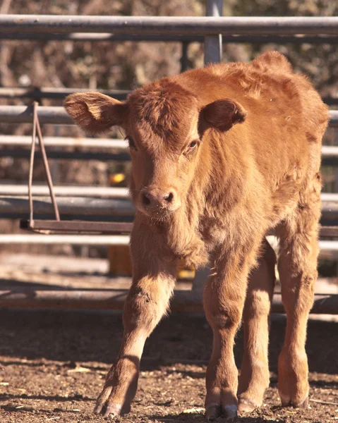 若いオランダの牛. — ストック写真