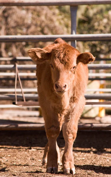 Bezerro Vaca Marrom Uma Fazenda Laticínios Israel — Fotografia de Stock