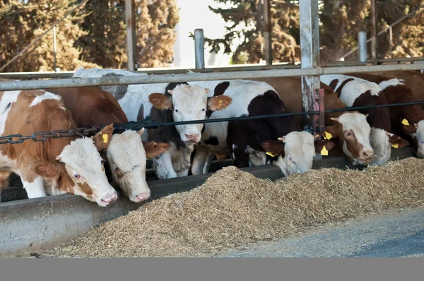 以色列集体农场奶牛饲喂 — 图库照片