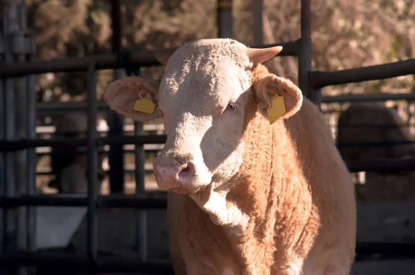 奶牛场中 以色列的棕色母牛小牛 — 图库照片