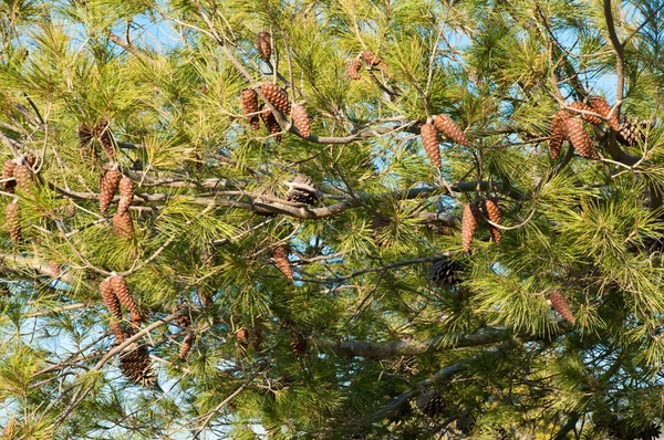 stock image Pine cones .