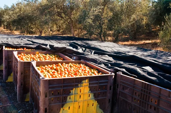 Fondo Frutos Mandarina Naranja Mercado —  Fotos de Stock