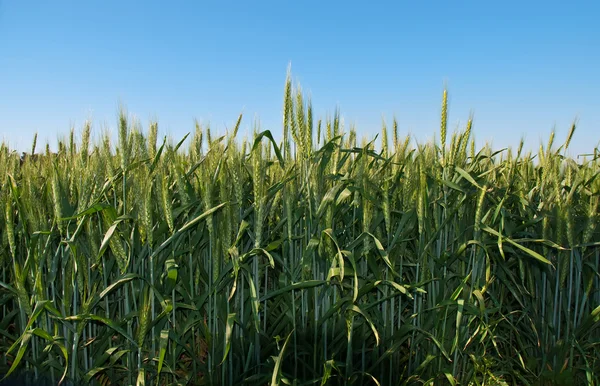Пшениця  . — стокове фото