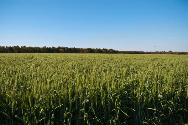 Wheat . — Stock Photo, Image