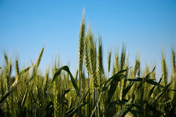 Pšenice . — Stock fotografie
