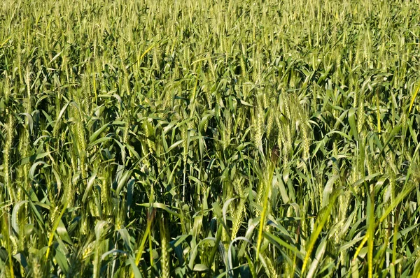 Пшениця  . — стокове фото