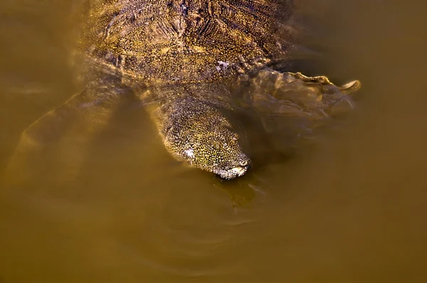 Schildkrötenschwimmen . — Stockfoto