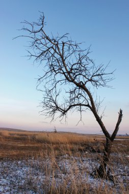 arka plan mavi gökyüzünde alanda yalnız ağaç