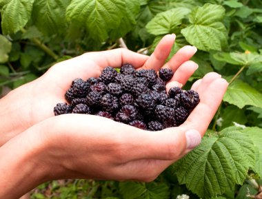 Blackberry in the hands clipart