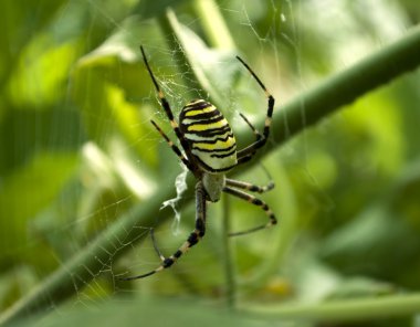 örümcek argiope bruennichi