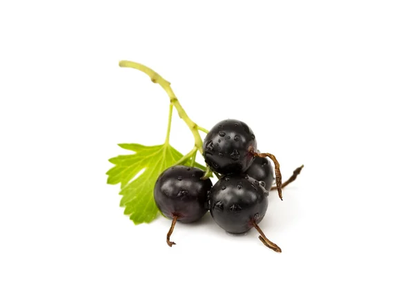 Black currant with leaf — Stock Photo, Image