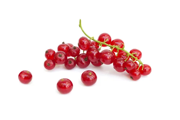 Red currants isolated on white — Stock Photo, Image