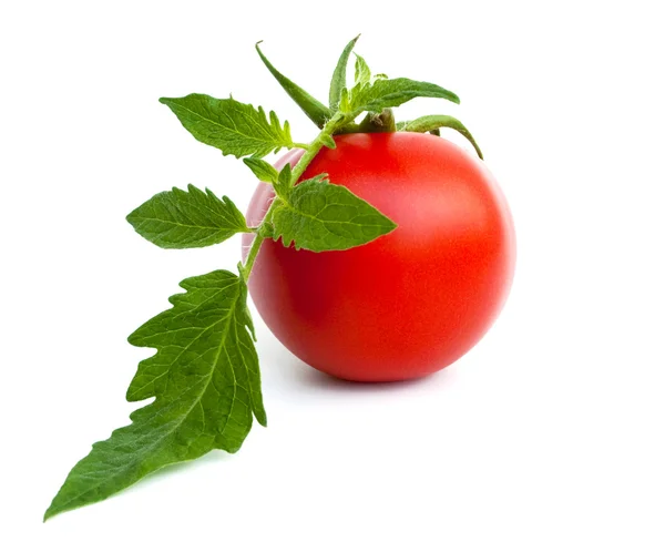 Dojrzały pomidor z liści — Zdjęcie stockowe