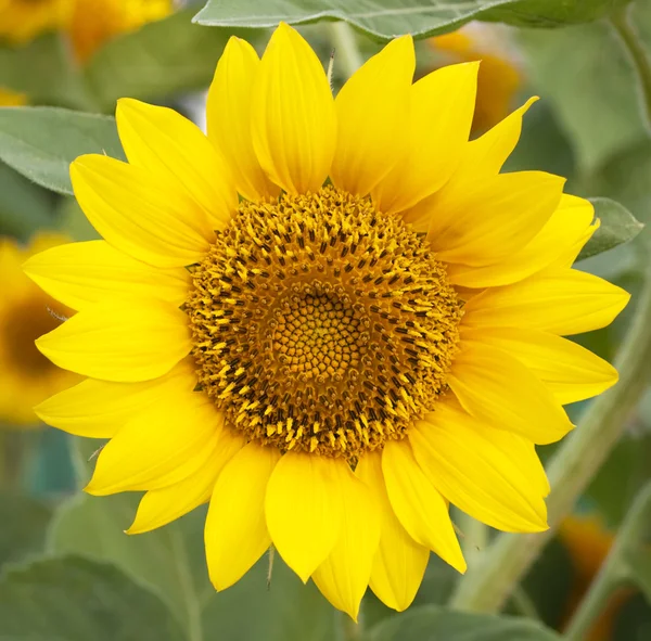Sonnenblume auf dem Hintergrund der Blätter — Stockfoto