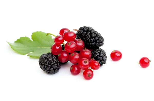 Färska moget mullbär och röda vinbär — Stockfoto