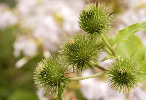 stock image Thistle