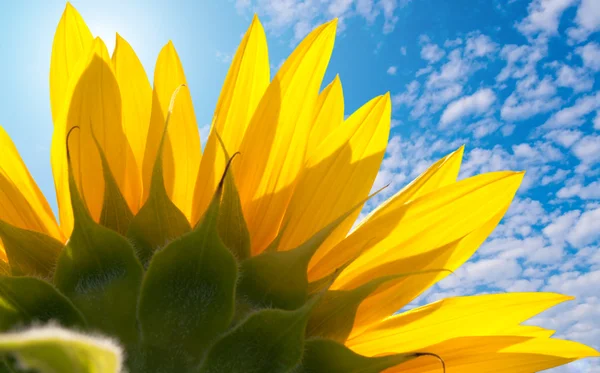 Die Rückseite der Sonnenblume mit Blütenblättern — Stockfoto