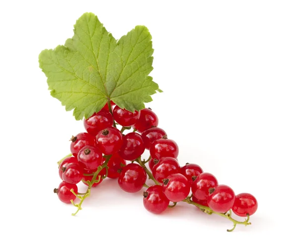 Red currants with leaves — Stock Photo, Image