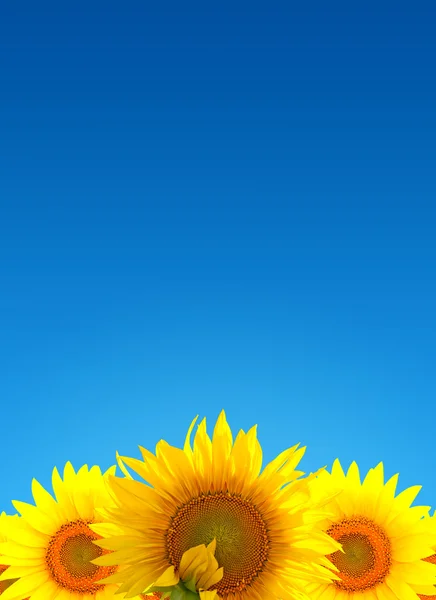 Sonnenblumenlandschaft — Stockfoto