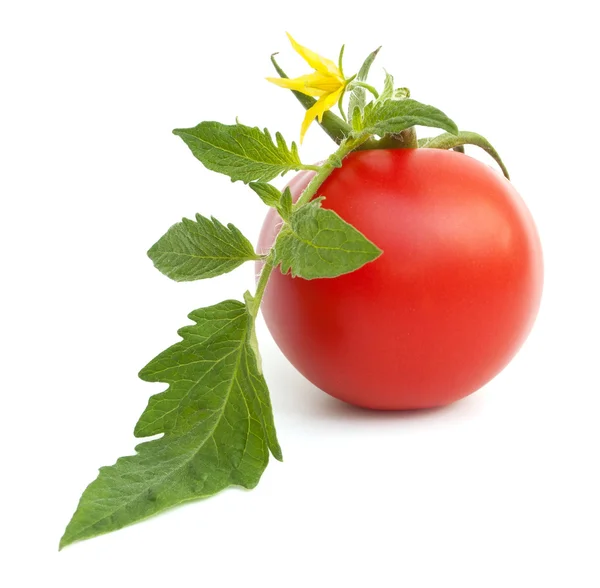 stock image Tomato