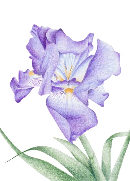 stock image Purple Iris