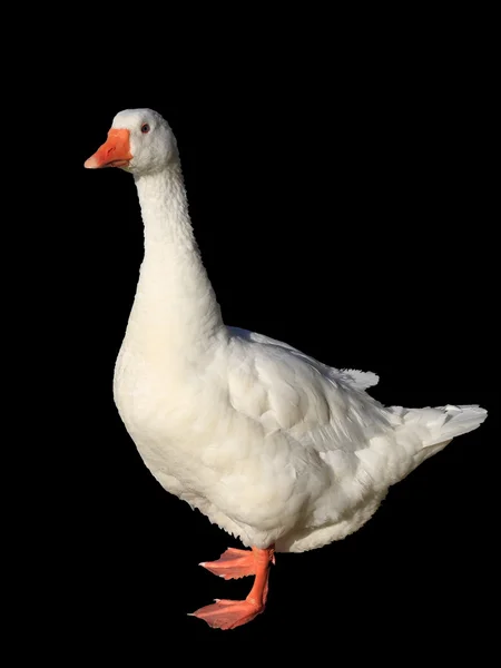 stock image White goose wanders and forages for food.