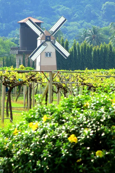 Стиль Windmill netherlands в красивом цветнике: виноградник — стоковое фото