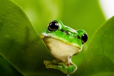 Frog peeking out clipart