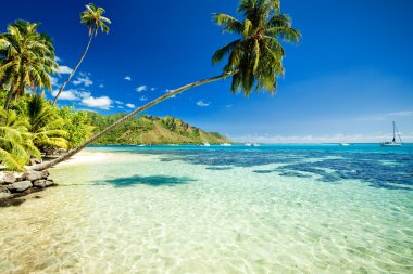 Palm tree hanging over stunning lagoon clipart