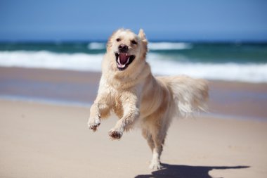 Excited golden retriever running on the beach clipart