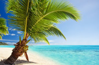 Small palm tree hanging over stunning lagoon clipart