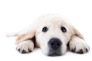 Young golden retriever lying with stretched paws clipart