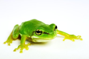 Little tree-frog on white background - close-up clipart