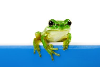 Green frog looking out of cooking pot clipart