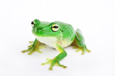 Little green tree-frog on white background clipart