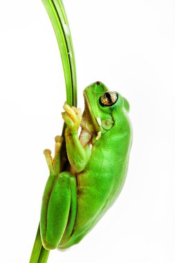 Small green frog holding on to grass blade clipart