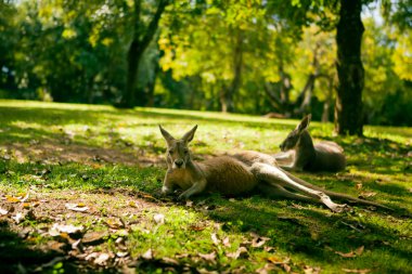 Australian cangaroos relaxing on the grass clipart