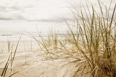 Close up of a tall grass on a beach during cloudy season clipart